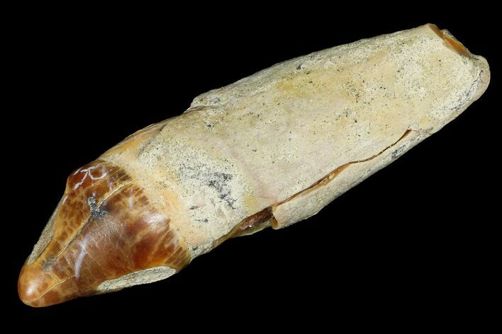 Rooted Fossil Sea Lion (Allodesmus) Tooth - Bakersfield, CA #175176